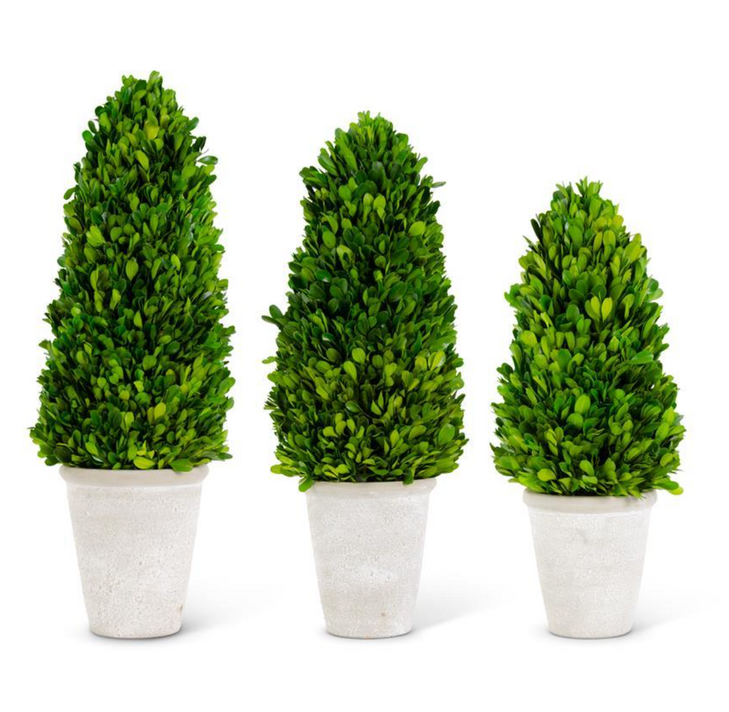 Medium Preserved Boxwood Tree